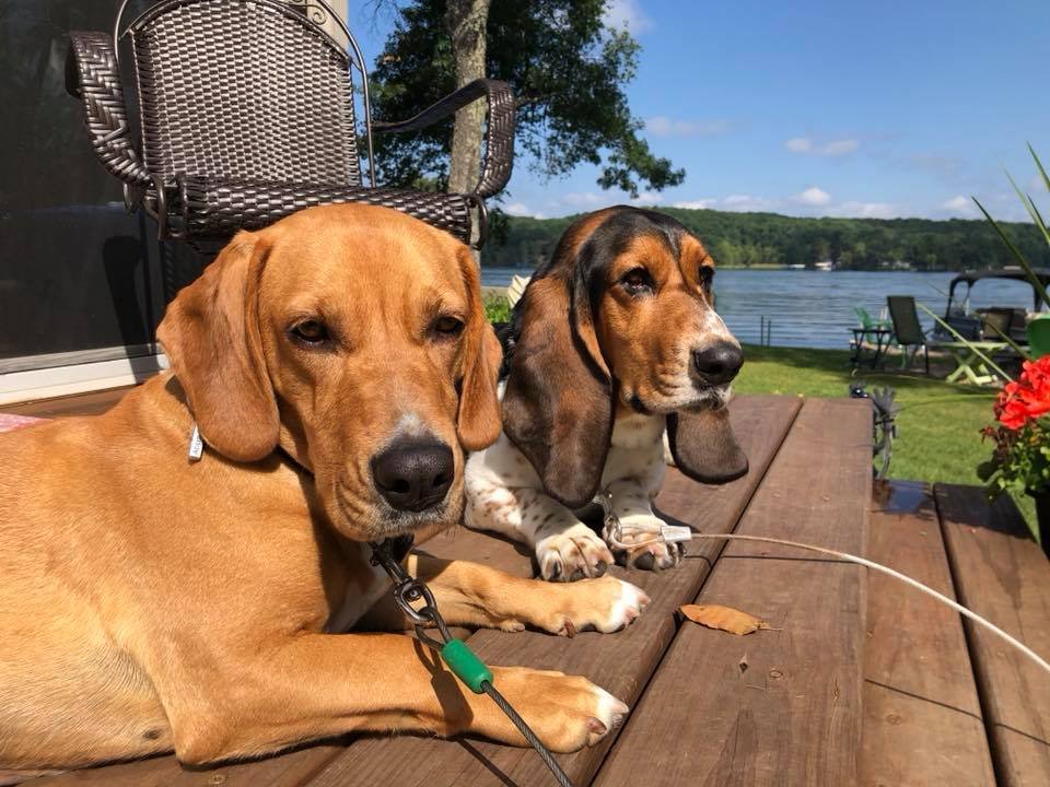 dogs.jpg